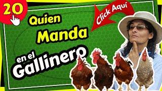  Cómo Funciona la  JERARQUÍA en un  GALLINERO