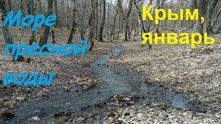 Крым, Судак, ручьи бегут. Весна 30.01.19 в лесу: грибы, сойка, полноводье