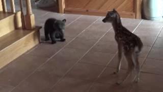 Bear Cub meets fawn for first time