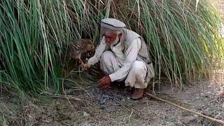 hunting with goshawk | Baaz ka shikar | eagle attack | falconer in Pakistan