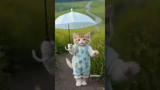 Funny Chubby Cat is Dancing on dudi dudi dam dam  #cat #shorts #shortsfeed #dudidudidam #catshorts