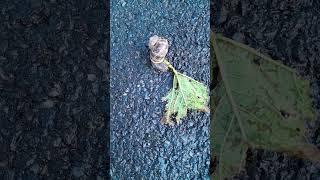 #Chompy the #snail eating it's breakfast.