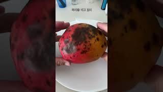 흑화하는 망고