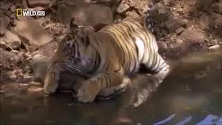 Male Tiger successfully raises his cubs by himself