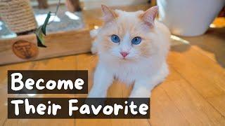 How Cats Choose their Favorite Person | The Cat Butler