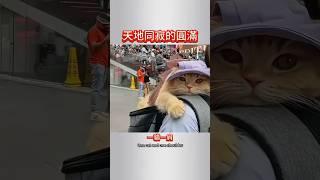 【眾生佛前渡】Ep70 一貓一肩，煩憂俱化雲煙 #快樂生活 #cat #pets