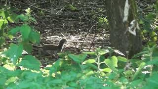 Stoat Animal aka short tailed weasel or Ermine seen Cambs UK 3jun22 631pm