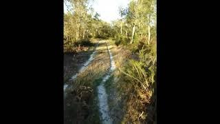 Countryside Forest Videos No. 1