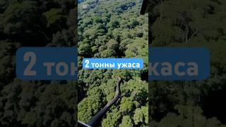 Легендарная анаконда весом 2 тонны. #анаконда #шокконтент #реальныймонстр #запретноевидео #shchesart