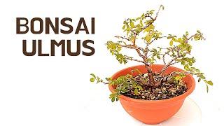 Chinese Elm | bonsai care [Ulmus parvifolia]