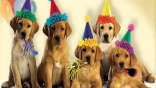 Perritos - Feliz Cumpleaños