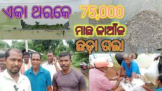 ଏକା ଥରକେ 75,000 ମାଛ ଜାଆଁଳ ଛଡ଼ା ଗଲା@2ku pari fast tech🪷