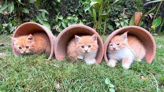 Three kittens stay here because a little boy visits every morning to share his breakfast with them.