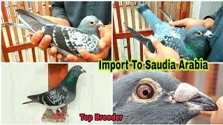 100% Performer Breeder Racing Pigeon Pair |Saudia Arabia Racing Pigeon | Long Distance Racer Pigeon