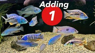 How to Add *ONE* Fish to an [ESTABLISHED AFRICAN CICHLID TANK] without VIOLENCE!