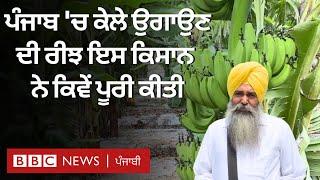 Punjab's Banana Farmer: Gurdaspur ਦੇ ਕਿਸਾਨ ਨੇ ਕਿਵੇਂ ਕੇਲਿਆਂ ਦੀ ਖੇਤੀ ਕਰ ਕੇ ਦਿਖਾਈ | 𝐁𝐁𝐂 𝐏𝐔𝐍𝐉𝐀𝐁𝐈