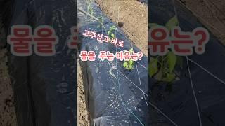 고추심고 물주기 고추밭 고추농사 괴산젊은농부 #shorts