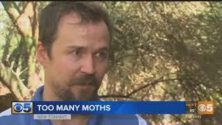 VIDEO: More moths flying around due to weather