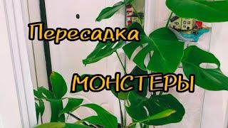 Пересадка Монстеры