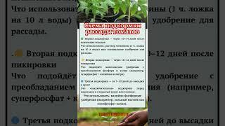 Схема ПОДКОРМКИ РАССАДЫ ПОМИДОРОВТОМАТОВ #огород #дача #сад #рассада