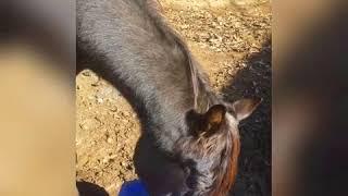 Black Arabian stallion Rafi enjoying a messy breakfast mash, a favorite of many horses