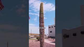 Did You Know Saguaro Cacti Reach Over 40 Feet Tall? #shorts