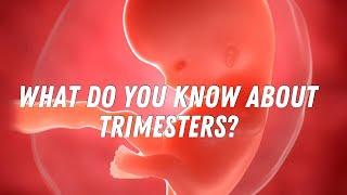 What do you know about trimesters? #doctorberezovska #olenaberezovska #trimester #pregnancy