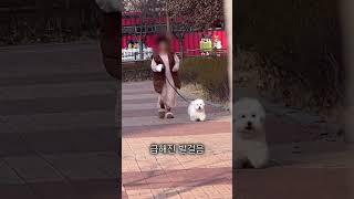 산책 중 엄마가 사라지면? #꼬똥드툴레아