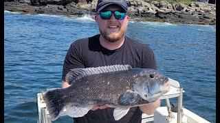 Maine STATE RECORD Tautog