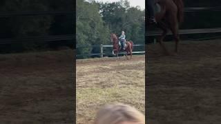 NEW SERIES!!! #saddleseat #horse #saddle #saddlebred #equestrian #asb #eq #riding
