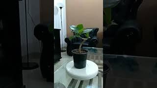 Literati bonsai of banyan tree #Shorts