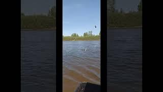 Бешеный клёв плотвы. Каждый заброс рыба. #рыбалка #фидер #тюменьрыбалка #донка #чебак #плотва