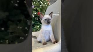 애교많은 개냥이 샴고양이 분양해요️문의는️010.4553.8844도레미캣대구점 #cat #siamese #샴 #샴고양이분양 #샴가정묘 #샴가정분양 #샴고양이가정분양 #샴고양이