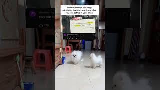 Subscribe :)#memes #dog