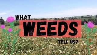 Weeds - What do they tell us about our soil? | Regenerative Agriculture