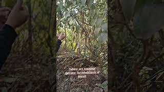 Harvesting Dioscorea belophylla_Taradi seeds