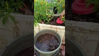 air kulit bawang#shorst #gardening #berkebun #plants #pertanian