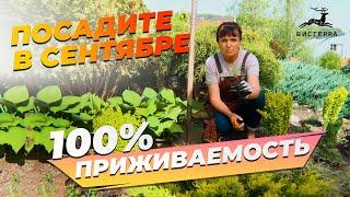 НЕ ПОЖАЛЕЕТЕ! МНОГОЛЕТНИЕ КУСТАРНИКИ КАК САЖАЕМ И ДЕЛИМ ОСЕНЬЮ | ОСОКА