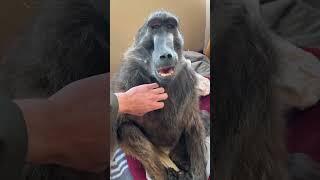 A conversation with my baboon sister  #baboon #wildlife #cuteanimals #animals #animallover