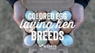 Best Colored Egg Laying Chicken Breeds