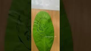 Super Ayyittund ️️#mimmuz #mrunmayi #leafart #youtuber