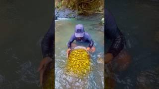 Wow this man found gold in the Amazon forest river #discoveringgold #findinggold #goldfields #gold