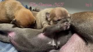 Puppies Family Breastfeeding Compilation Day 9-12 Platinum Frenchies #lilacfrenchies #viralvideos