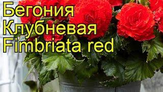 Бегония клубневая (Fimbriata red). Краткий обзор, описание характеристик, где купить луковицы