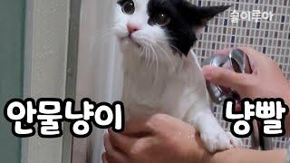 안물냥이-슬이루아 목욕시키기(루아는 호냥이)