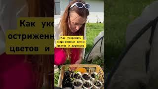 Как укоренить гортензию, персик, абрикос, сливу #черенкование#огород