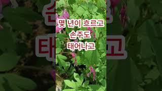 복덩이가된 우리 베트남 며느리 #실화사연 #나팔신사 #며느리사연 #며느리 #시댁사연  #시어머니 #시어머니사연 #베트남여행 #베트남며느리 #친정