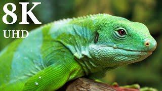 Animals in 8K ULTRA HD - Collection of Wildlife