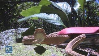 Brazil's snake island reveals mysteries