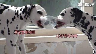 우리는 (이래봬도) 태어난지 10개월 된 달마시안 새끼다.ㅣWe Are (Though May Not Look It) 10 Months Old Dalmatians